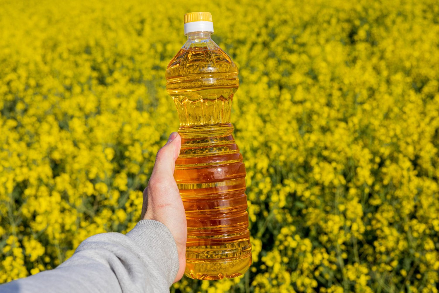 Farmer in Mustard Field